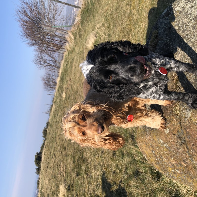 Edinburgh Urban Dog Walker