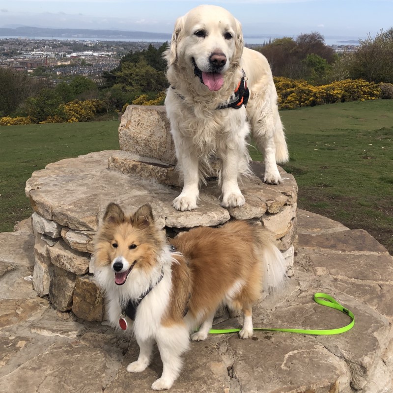 Edinburgh Urban Dog Walker