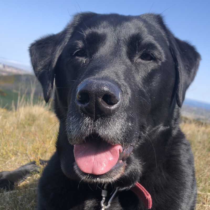 Edinburgh Urban Dog Walker