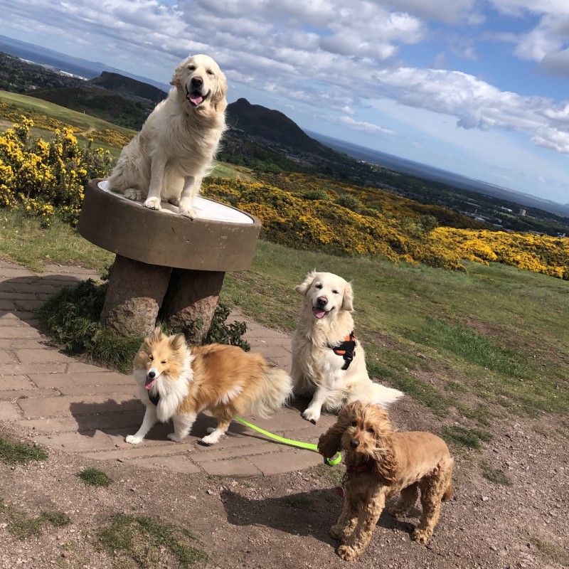 Edinburgh Urban Dog Walker