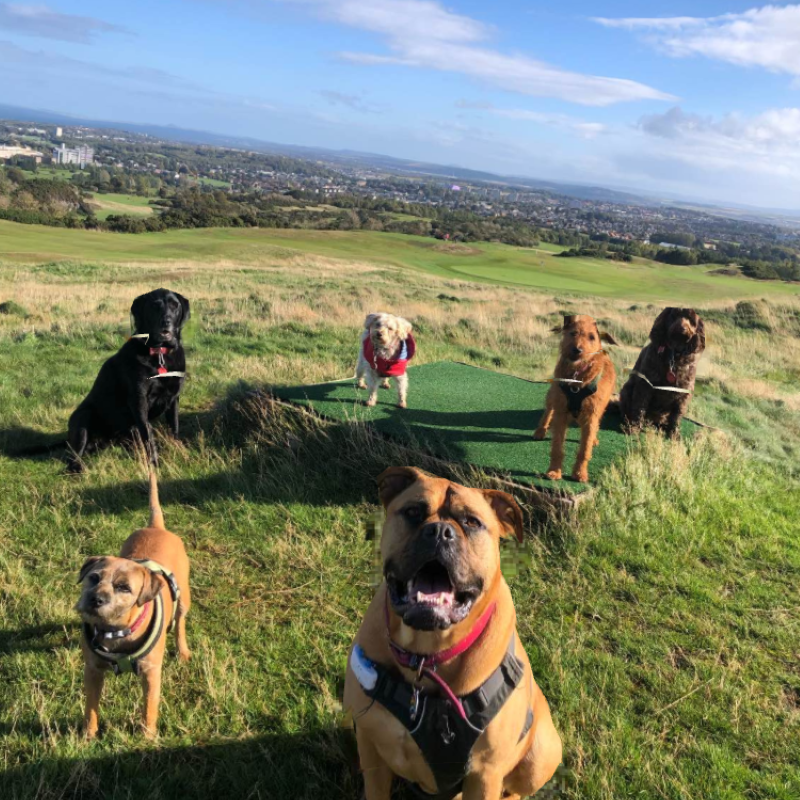 Edinburgh Urban Dog Walker