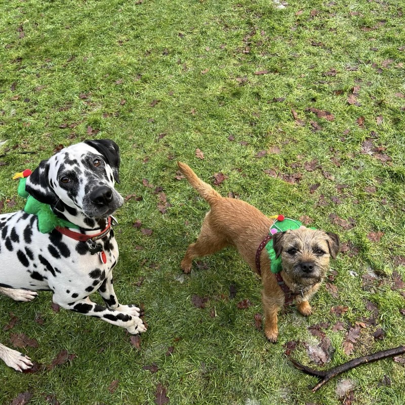 Edinburgh Urban Dog Walker
